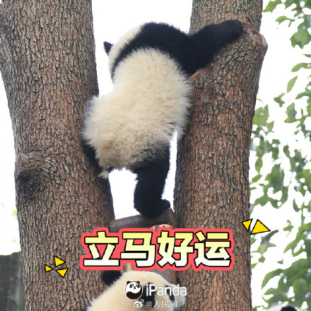 拜年啦！一键保存熊猫宝宝新春表情包