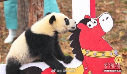 2025级大熊猫宝宝集体大拜年 2025级大熊猫宝宝集体大拜年