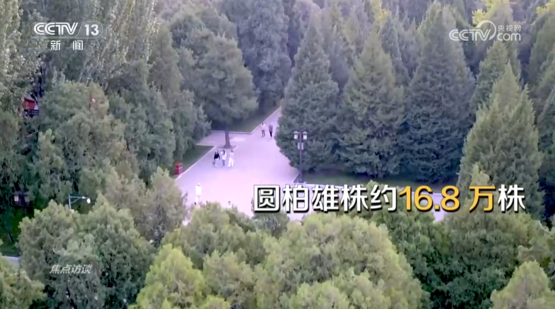 焦点访谈|花粉过敏成“隐形烦恼”,如何应对?一文了解 焦点访谈|花粉过敏成“隐形烦恼”,如何应对?一文了解