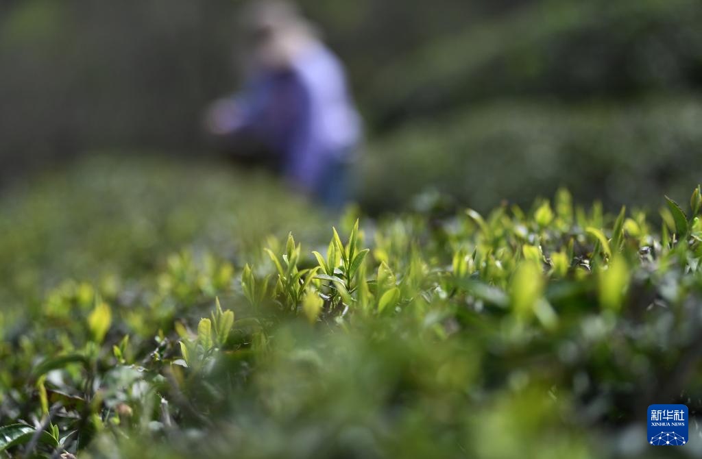 明前茶里的生态诗行