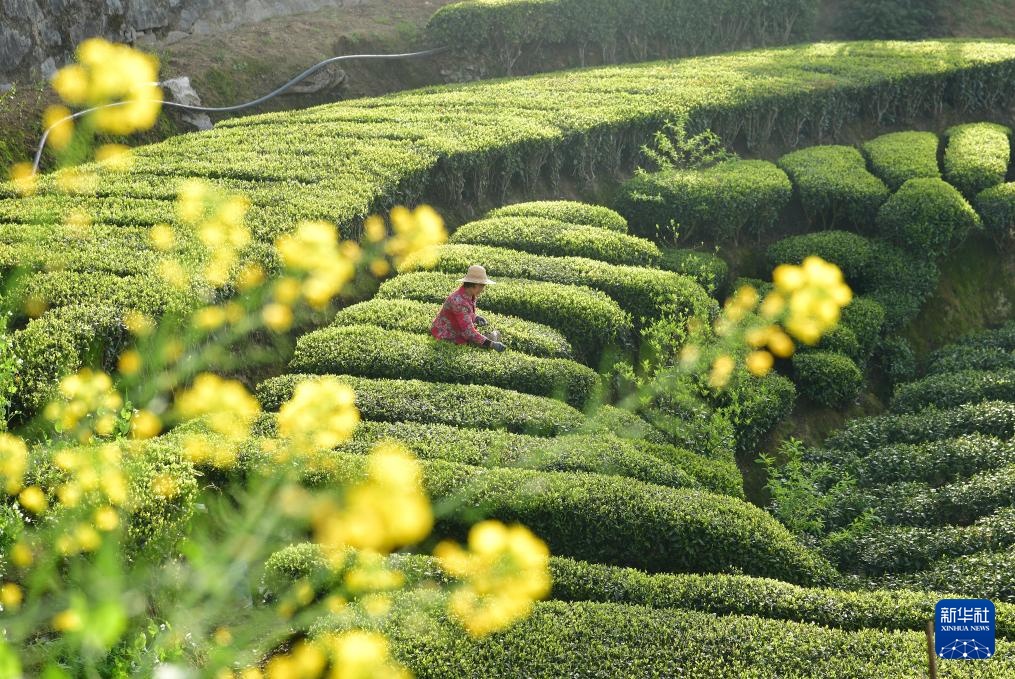 明前茶里的生态诗行
