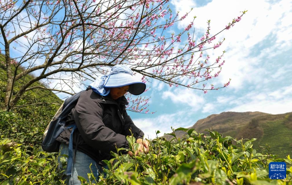 明前茶里的生态诗行