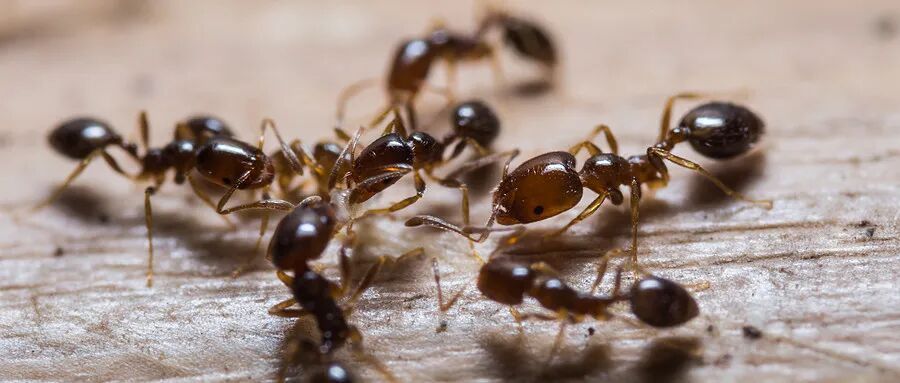 清明祭祖、踏青 做好这三步！这些虫子千万别招惹