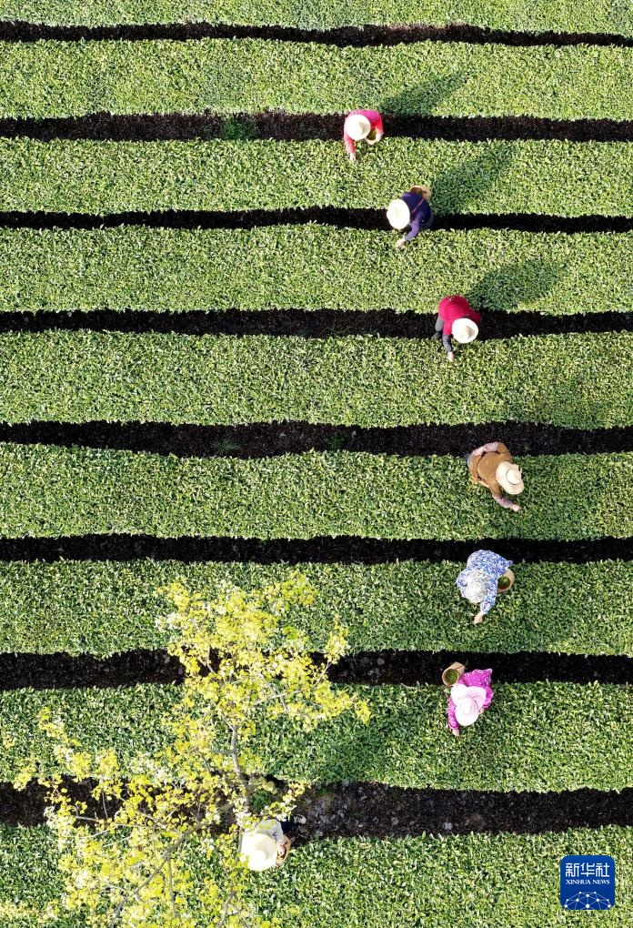 明前茶里的生态诗行