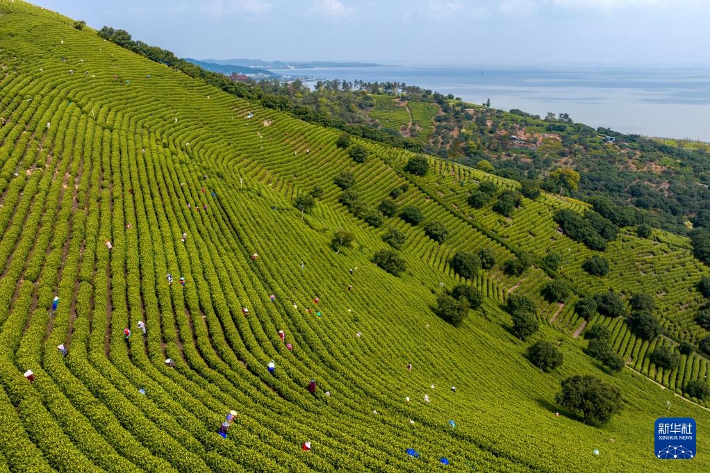 明前茶里的生态诗行