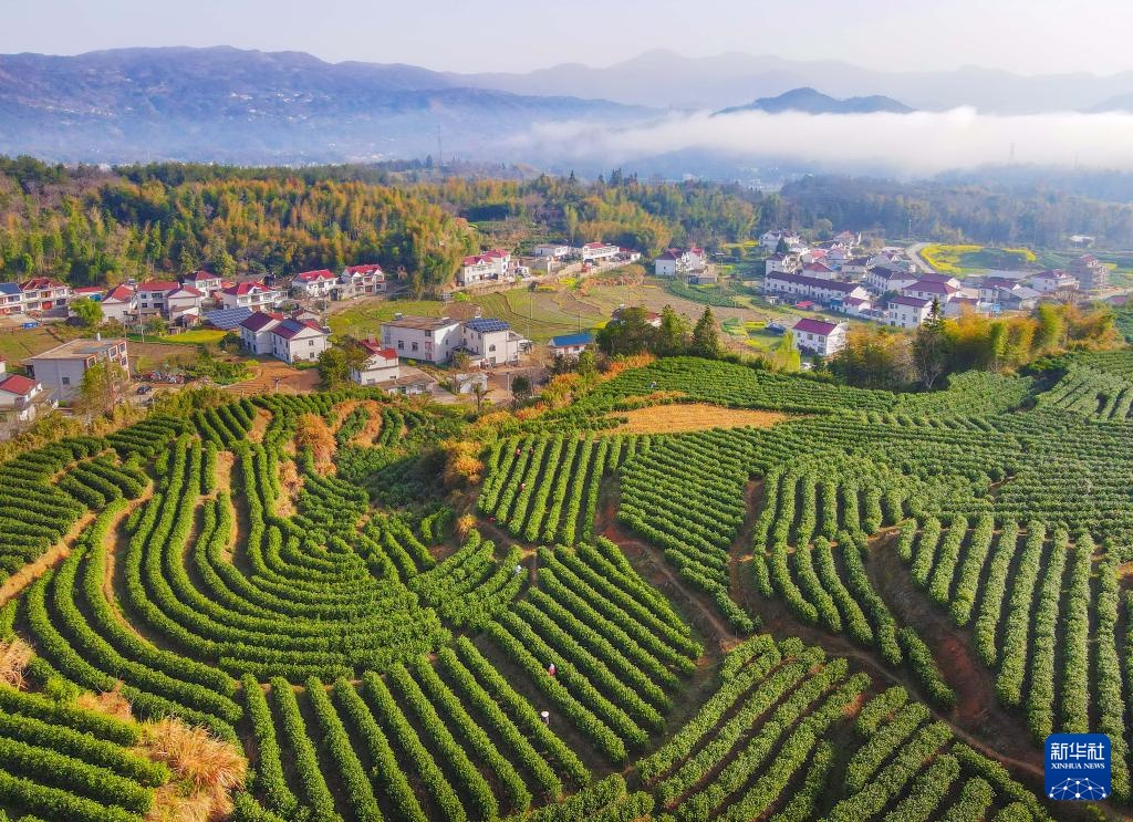 明前茶里的生态诗行