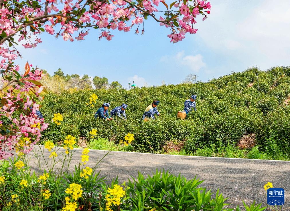 明前茶里的生态诗行
