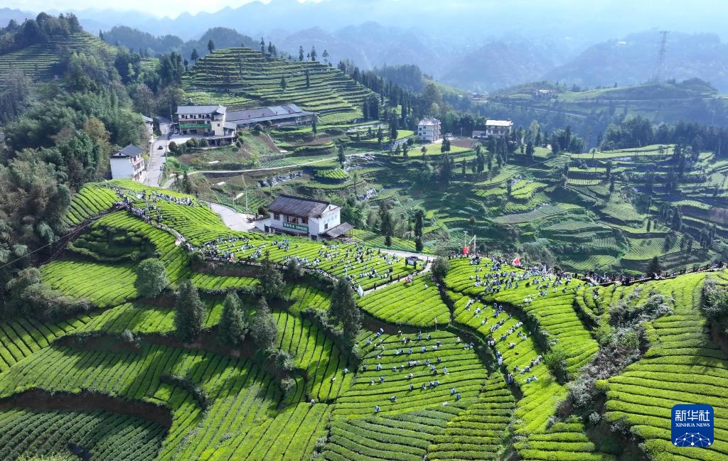 明前茶里的生态诗行