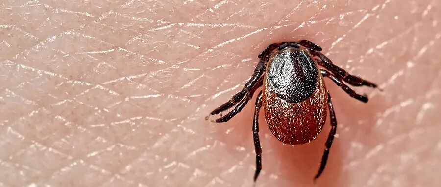 清明祭祖、踏青 做好这三步！这些虫子千万别招惹