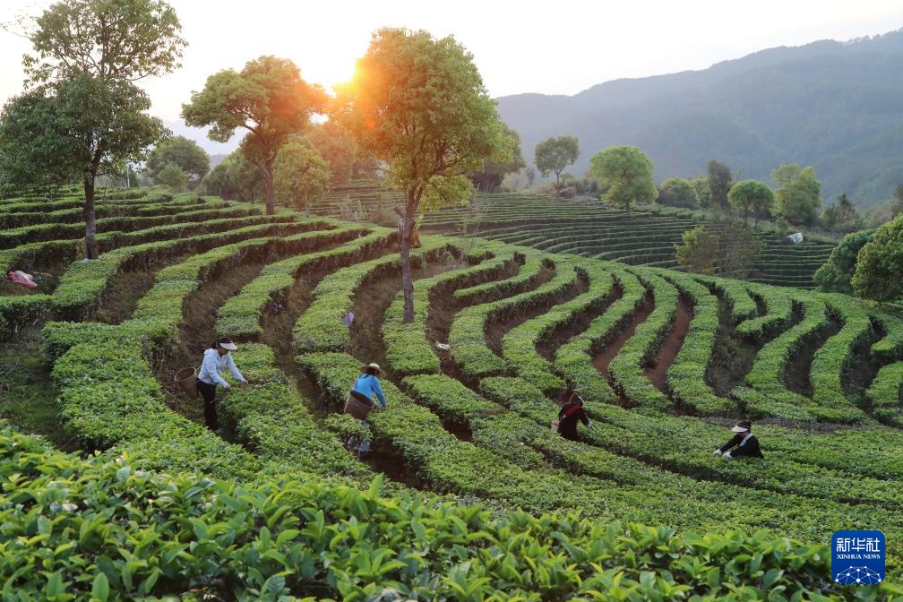 明前茶里的生态诗行