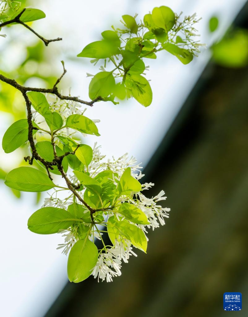 福州：三坊七巷 流苏花开