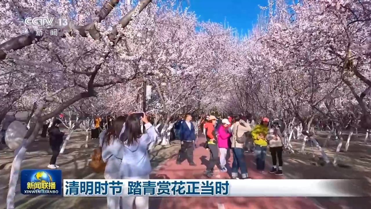 清明时节 踏青赏花正当时