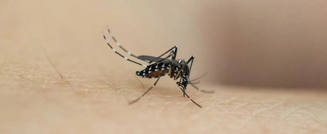 清明祭祖、踏青 做好这三步！这些虫子千万别招惹