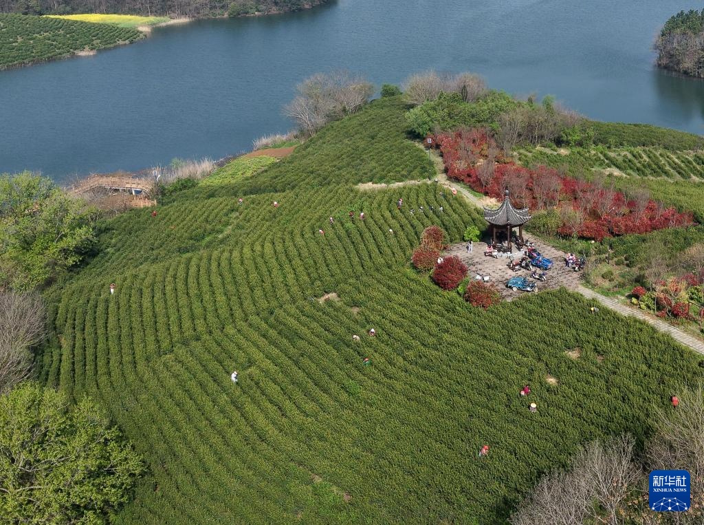 明前茶里的生态诗行