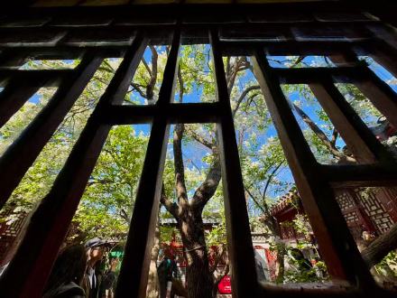 鲁迅亲手种植的白丁香101岁啦