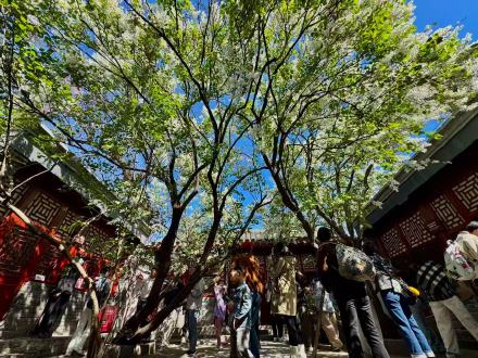 鲁迅亲手种植的白丁香101岁啦
