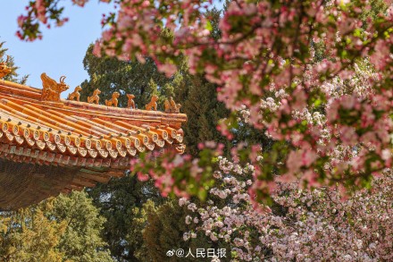 故宫海棠配红墙太出片了