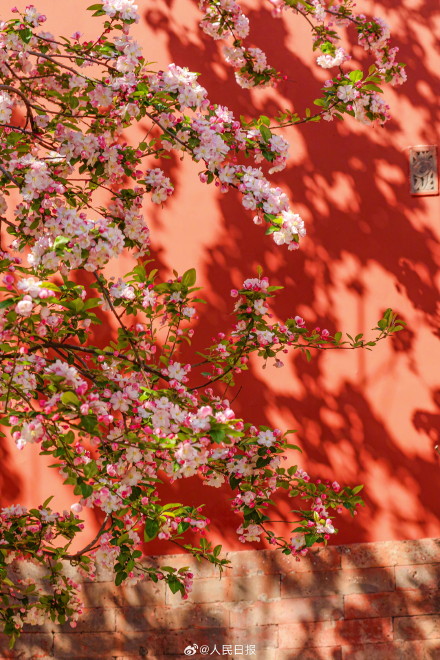 故宫海棠配红墙太出片了