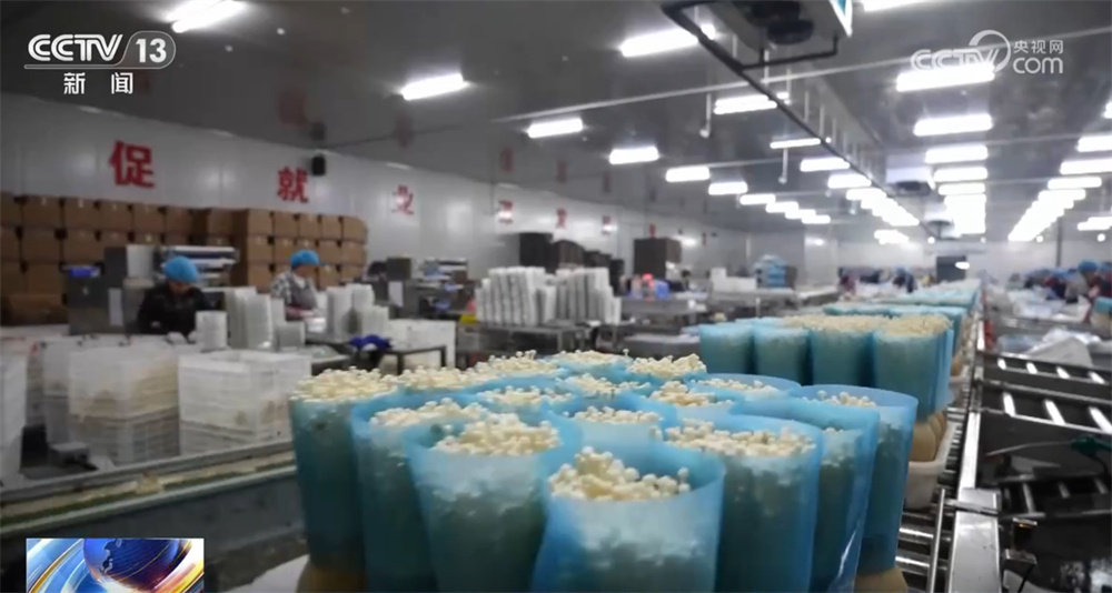 现代化智能车间“春耕”忙 一朵朵“小菌菇”撑起乡村振兴“富民伞”