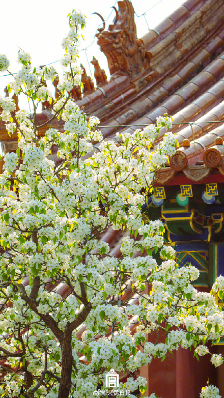 一键收藏！你的春日壁纸故宫承包了