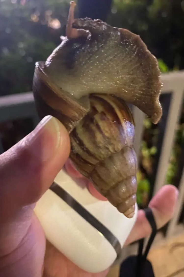 广东暴雨后巨型蜗牛泛滥!专家提醒:千万别摸别吃,一只携带上百条寄生虫可致脑膜炎 广东暴雨后巨型蜗牛泛滥!专家提醒:千万别摸别吃,一只携带上百条寄生虫可致脑膜炎