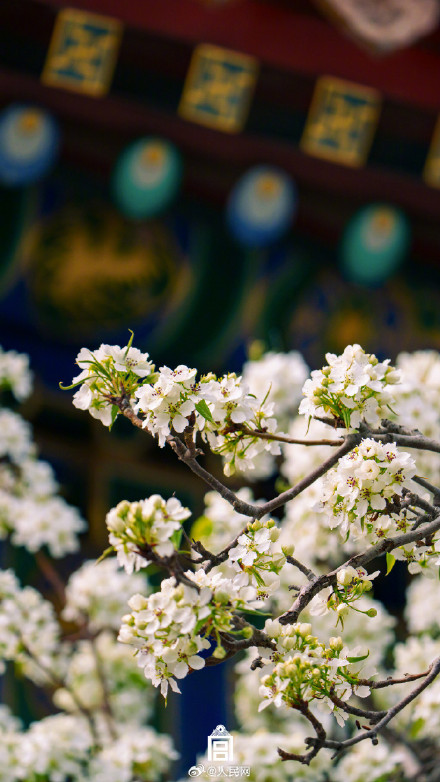 清新淡雅！当白色梨花融入故宫配色