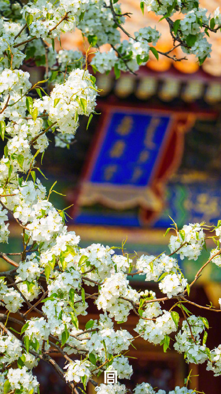 清新淡雅！当白色梨花融入故宫配色