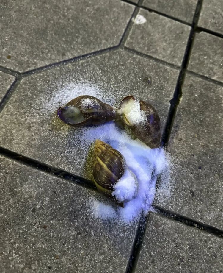广东暴雨后巨型蜗牛泛滥!专家提醒:千万别摸别吃,一只携带上百条寄生虫可致脑膜炎 广东暴雨后巨型蜗牛泛滥!专家提醒:千万别摸别吃,一只携带上百条寄生虫可致脑膜炎