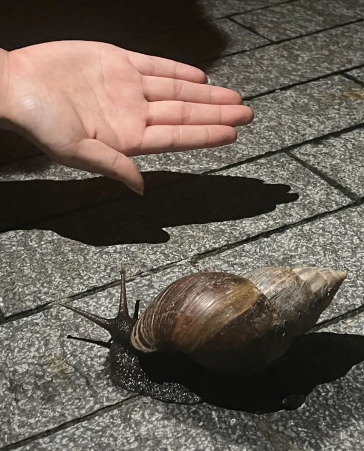 广东暴雨后巨型蜗牛泛滥!专家提醒:千万别摸别吃,一只携带上百条寄生虫可致脑膜炎 广东暴雨后巨型蜗牛泛滥!专家提醒:千万别摸别吃,一只携带上百条寄生虫可致脑膜炎