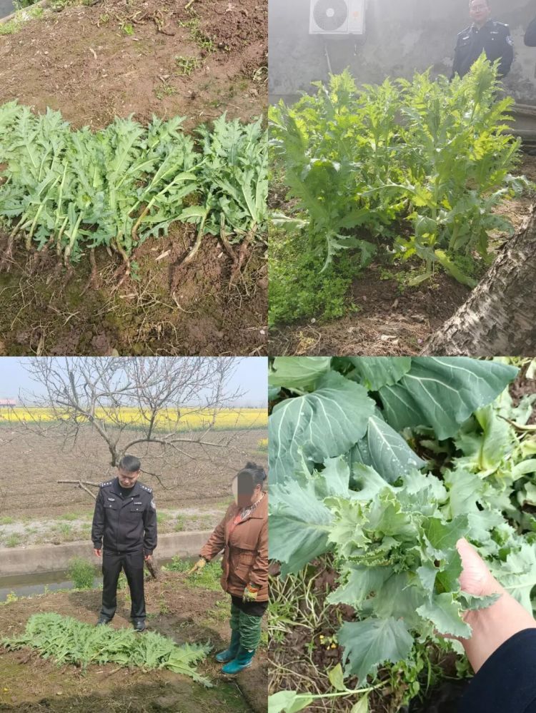 罂粟是“毒”不是“菜”,种植一株也违法!湖南安乡2人因种植罂粟被行政处罚 罂粟是“毒”不是“菜”,种植一株也违法!湖南安乡2人因种植罂粟被行政处罚