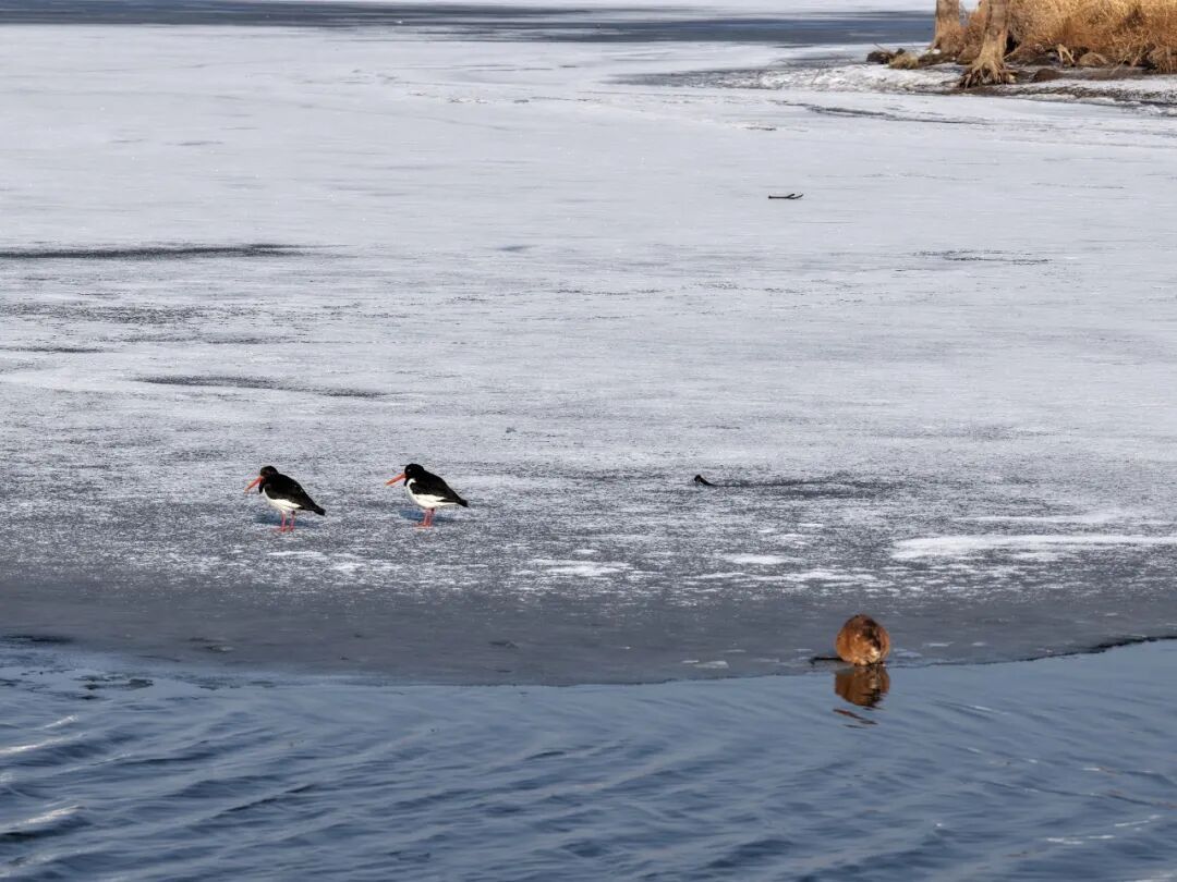 冰上洗脸超讲究！太阳岛外滩湿地“爱美”麝鼠圈粉无数