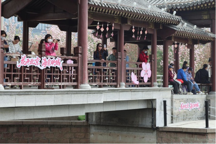 花开进度99%！北京四月的顶流是海棠花溪