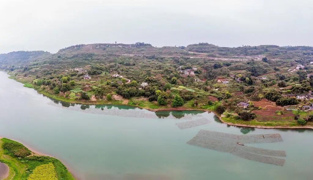 重庆为鱼儿们搭建2万平方米“人工产房” 重庆为鱼儿们搭建2万平方米“人工产房”