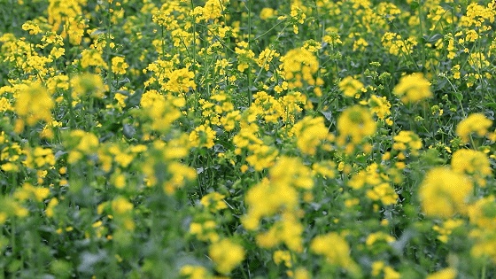 定了！北京舞蹈学院将落户通州！这里还将有花海演艺系列活动——