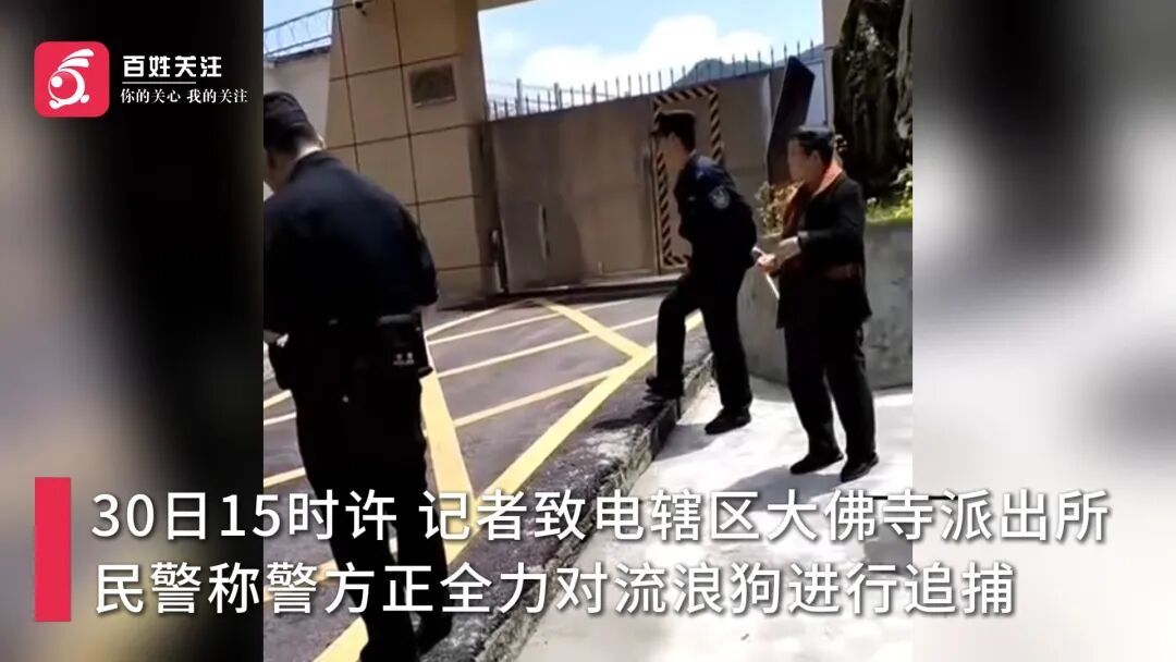 流浪狗多次伤人后再次现身街头，伤者：周边很多学生，希望能尽早捕捉