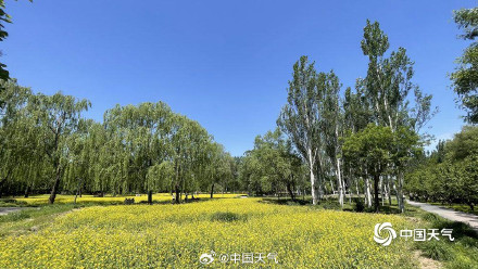 北京油菜花开如金色花海