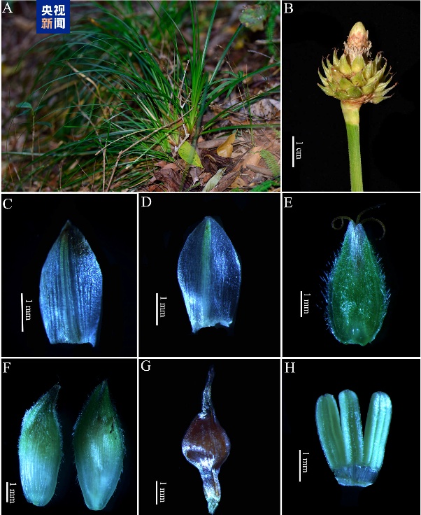 中国热科院新发现3个热带植物新物种