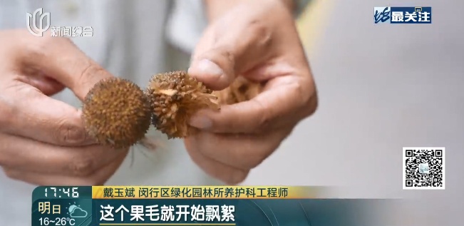 又到果毛飘絮季！上海9个区已完成首轮吹冲作业