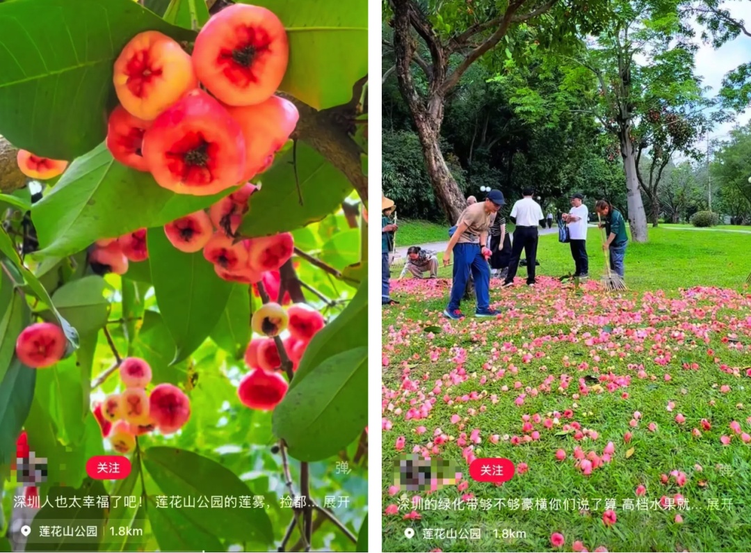 “高档水果，捡都捡不完”！绿化树的果实能吃吗？