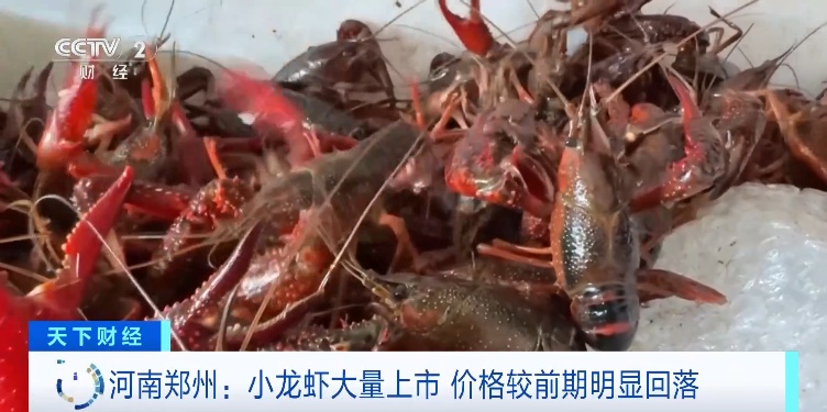 夏季“顶流”小龙虾批发价“跳水”,价格几乎触底 夏季“顶流”小龙虾批发价“跳水”,价格几乎触底