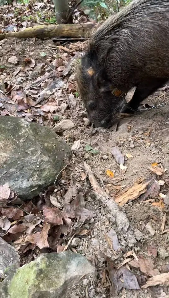 浙江男子无意间救下悬崖跌落的野猪,没想到猪有超强嗅觉,每年为他创收12万元 浙江男子无意间救下悬崖跌落的野猪,没想到猪有超强嗅觉,每年为他创收12万元