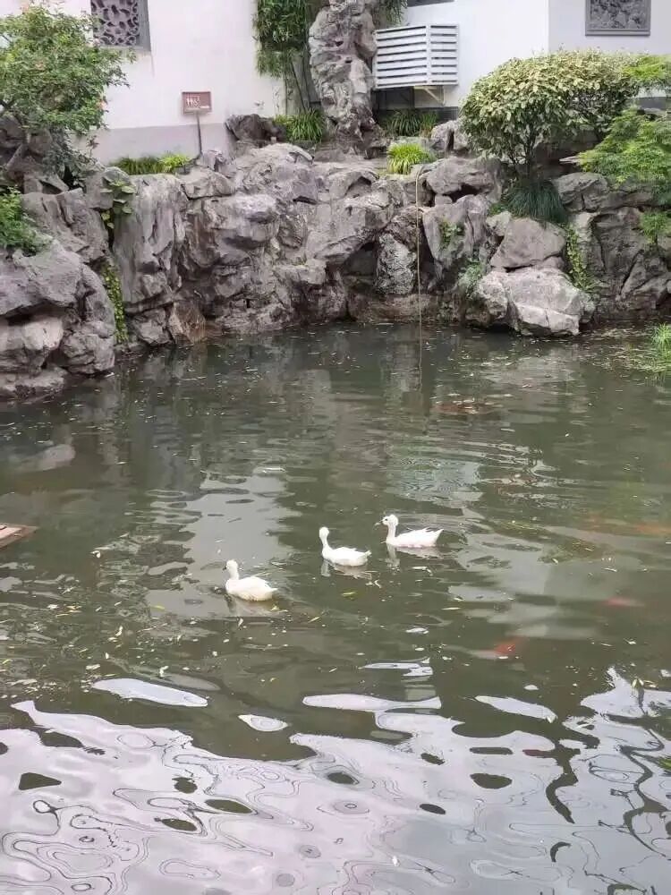 上海豫园一只三花猫火了!从流浪猫到“正式入编”,它每天准时第一个“上班” 上海豫园一只三花猫火了!从流浪猫到“正式入编”,它每天准时第一个“上班”