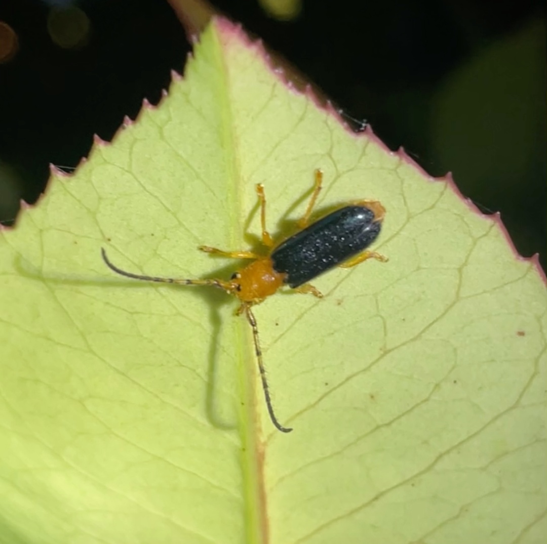 确认了!时隔30年,梨眼天牛重现上海 确认了!时隔30年,梨眼天牛重现上海