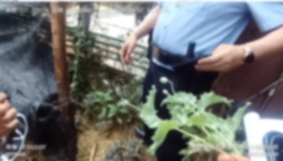 合肥3名小学生用AI识图立大功!民警上门送奖! 合肥3名小学生用AI识图立大功!民警上门送奖!