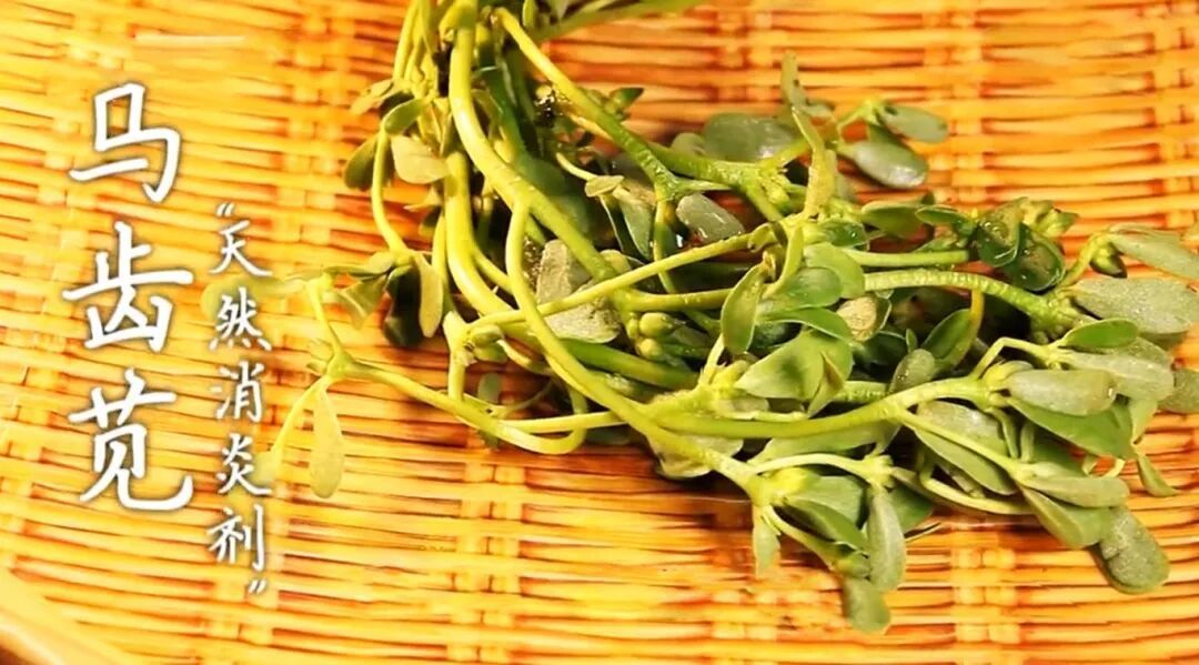 老祖宗都夸的“长命菜”,维C超西梅16倍!降血压、稳血糖,菜场遇到别错过 老祖宗都夸的“长命菜”,维C超西梅16倍!降血压、稳血糖,菜场遇到别错过