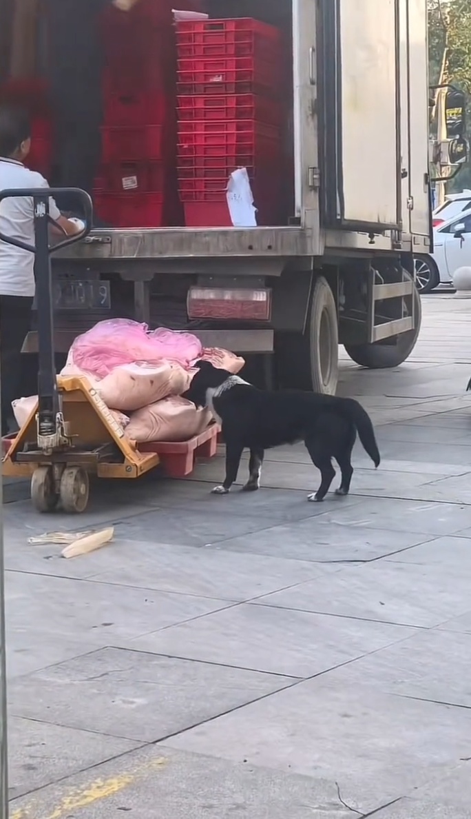 超市卸货时猪肉被狗舔咬无人制止,湖北孝昌通报 超市卸货时猪肉被狗舔咬无人制止,湖北孝昌通报