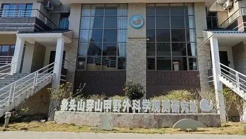 中华穿山甲带崽出门被拍到多次!网友:这画面太有爱了 中华穿山甲带崽出门被拍到多次!网友:这画面太有爱了