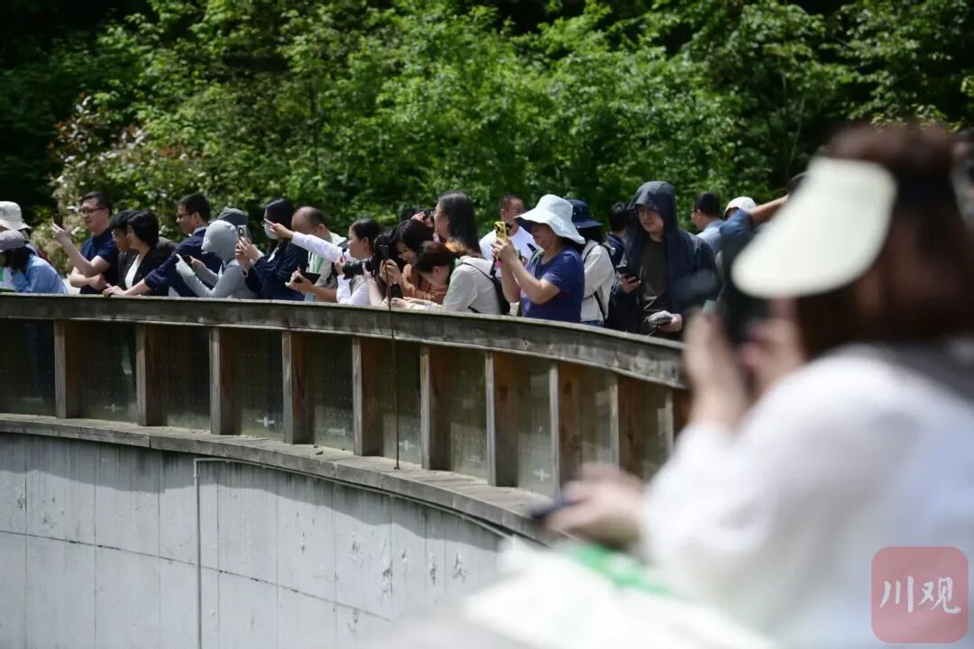 四川一个县住着181只野生大熊猫,全县81.7%是它们的地盘 四川一个县住着181只野生大熊猫,全县81.7%是它们的地盘