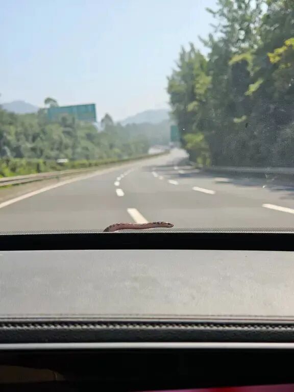 女子高速开车,挡风玻璃外突现一条蛇:人都要吓晕了!在重庆一服务区紧急停车求救 女子高速开车,挡风玻璃外突现一条蛇:人都要吓晕了!在重庆一服务区紧急停车求救