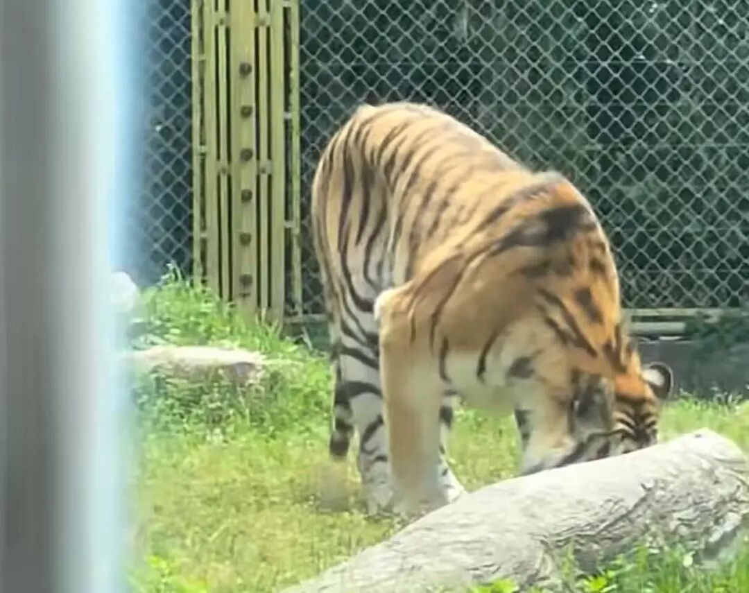 动物园老虎吃草被指“喂不起”，真相原来是这样